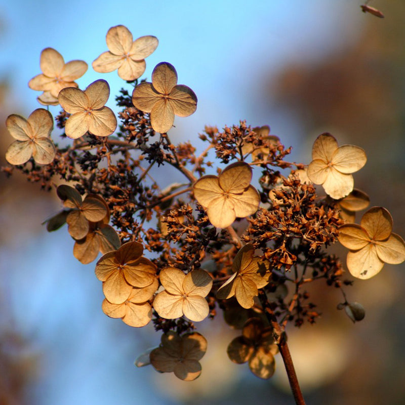 FREE CLASS: Fall Hydrangea Pruning | THURSDAY, October 5 @ 5:00 - 5:30 PM