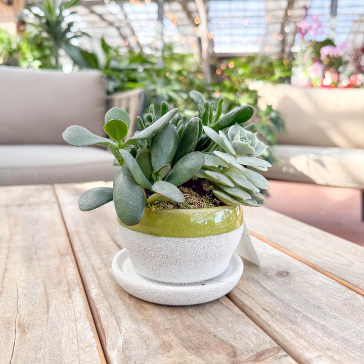 Mini Succulent Dish Garden