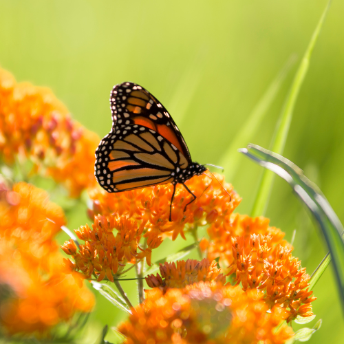 FREE CLASS: The Basics of Butterfly Gardening | SUNDAY, September 17 @ 10:00AM