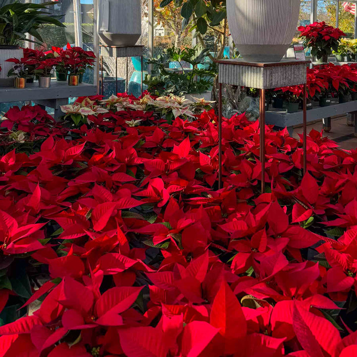 Standard Poinsettias