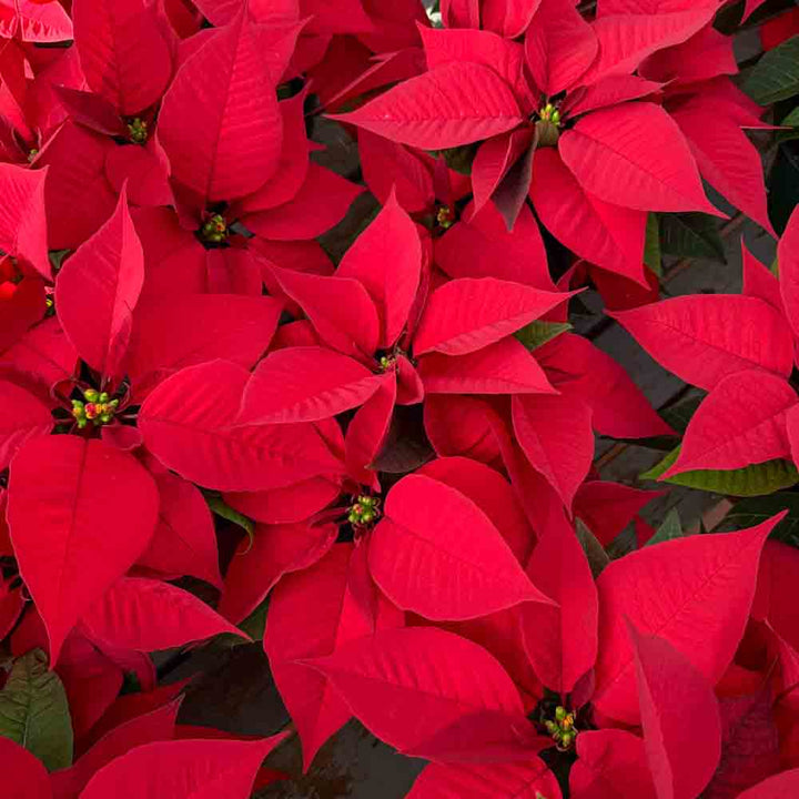 Standard Poinsettias