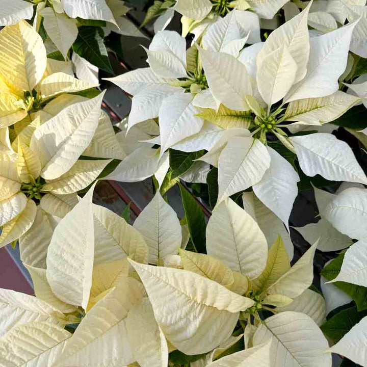 Standard Poinsettias