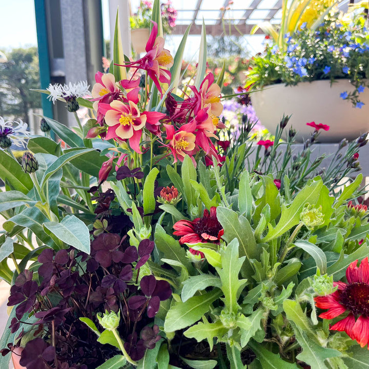 WORKSHOP: Make & Take Perennial Container Garden | Sunday, April 6th 10:00 - 11:00 AM