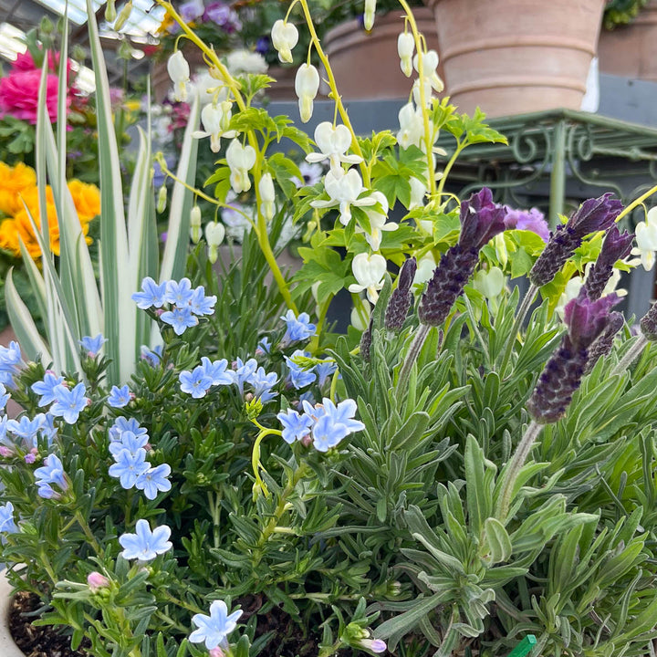 WORKSHOP: Make & Take Perennial Container Garden | Sunday, April 6th 10:00 - 11:00 AM