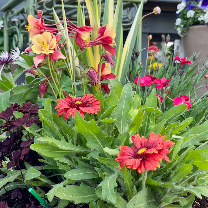 WORKSHOP: Make & Take Perennial Container Garden | Sunday, April 6th 10:00 - 11:00 AM