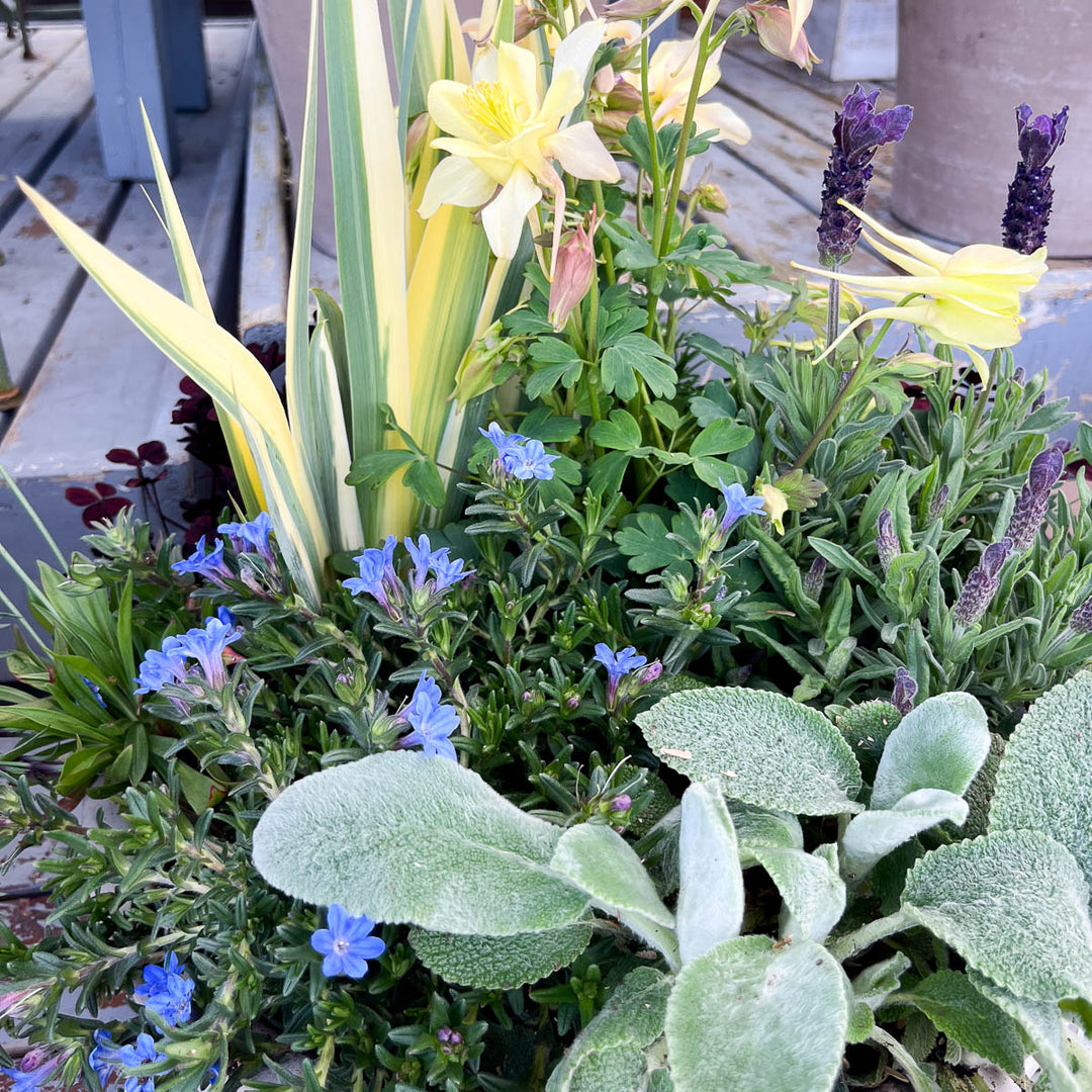 WORKSHOP: Make & Take Perennial Container Garden | Sunday, April 6th 10:00 - 11:00 AM