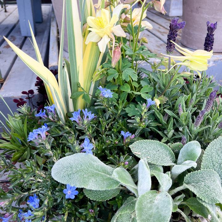 WORKSHOP: Make & Take Perennial Container Garden | Sunday, April 6th 10:00 - 11:00 AM