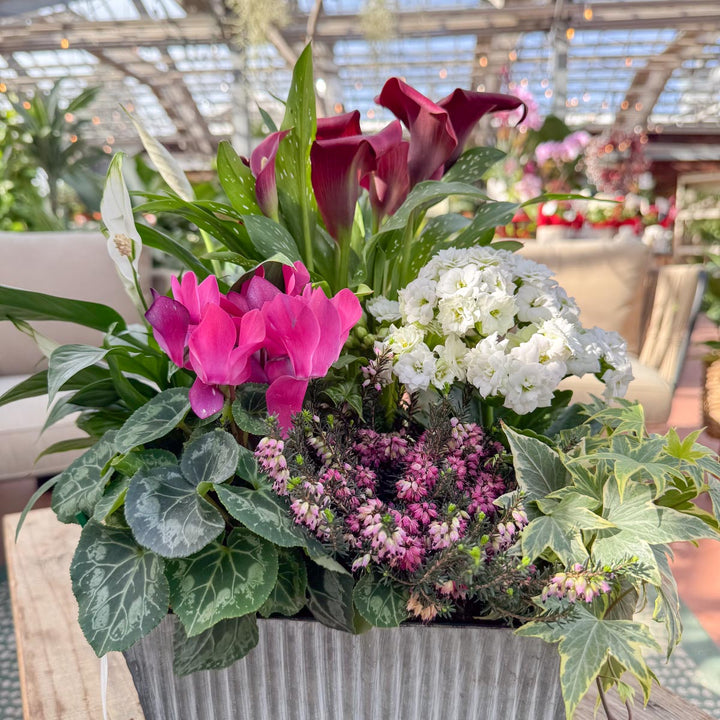 Rustic Indoor Blooming Tin