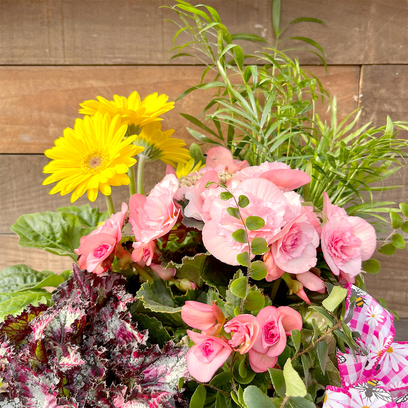 Natural Square Indoor Blooming Gift Basket