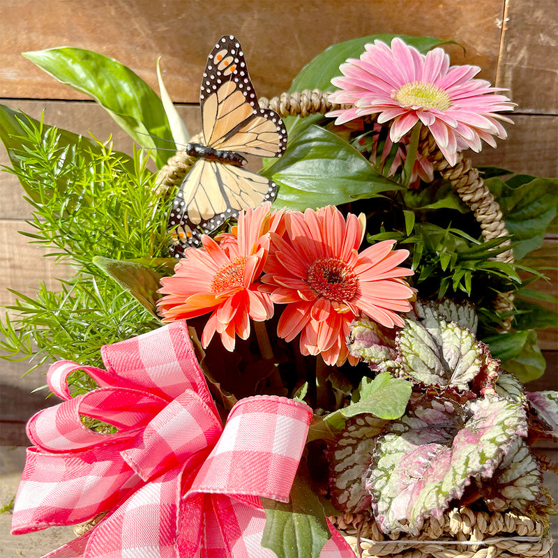 Natural Square Indoor Blooming Gift Basket
