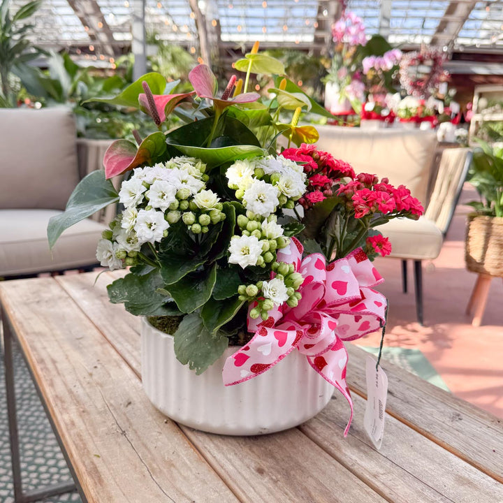 White Ceramic Indoor Dish Garden