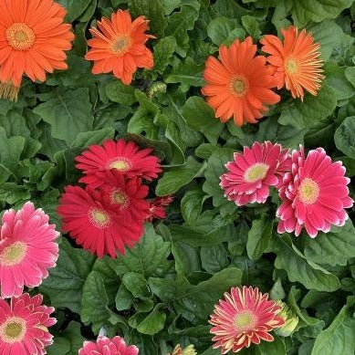 Gerbera Daisy