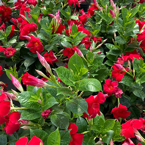 Dipladenia