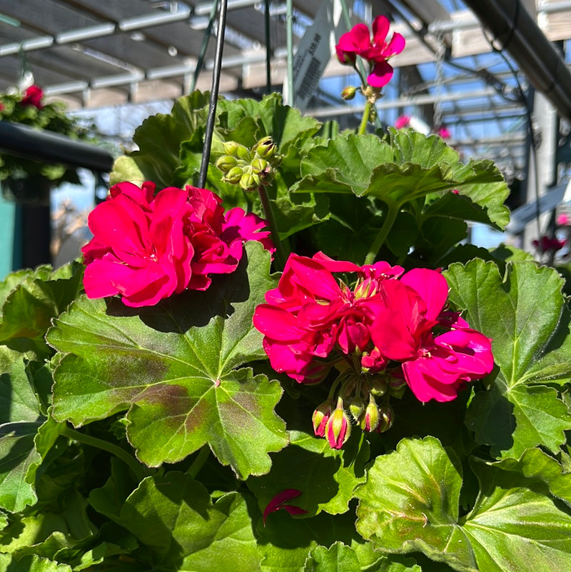Calliope Geranium Hanging Baskets