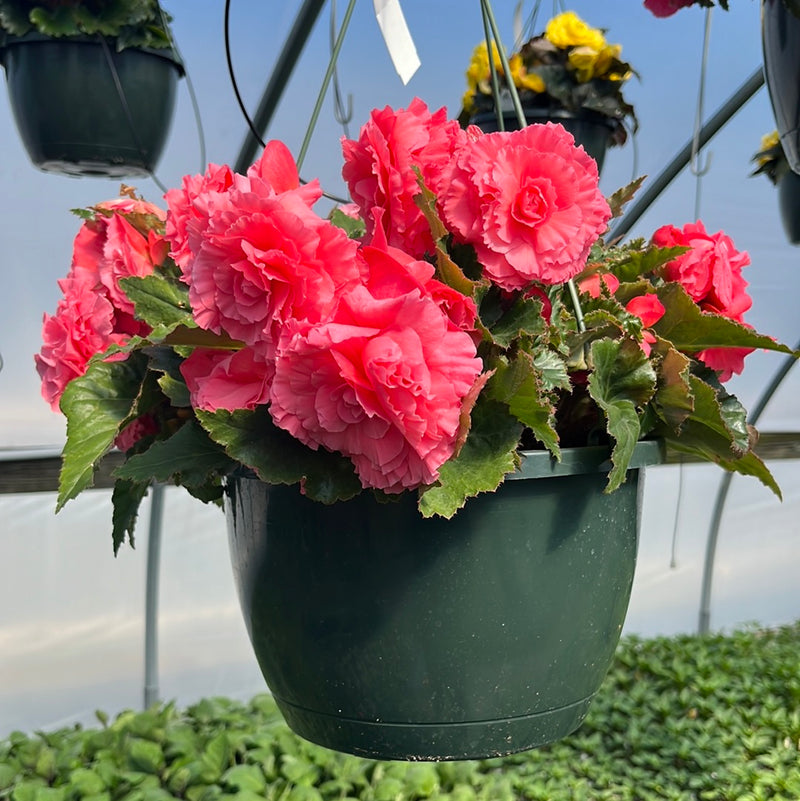 Begonia Hanging Baskets