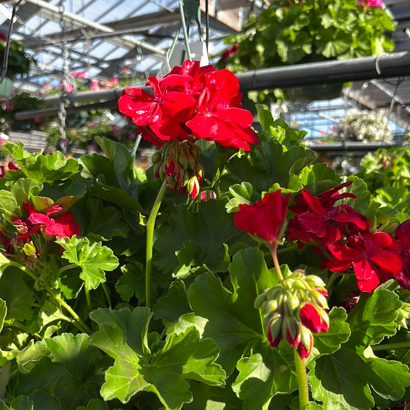 Calliope Geranium Hanging Baskets