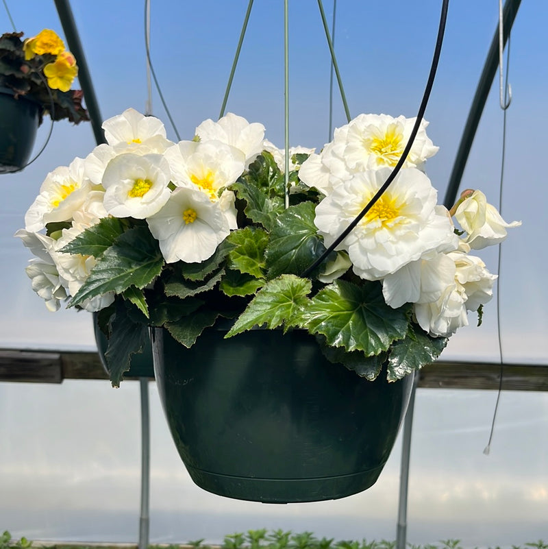 Begonia Hanging Baskets