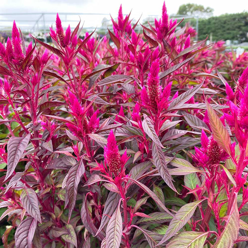 Celosia