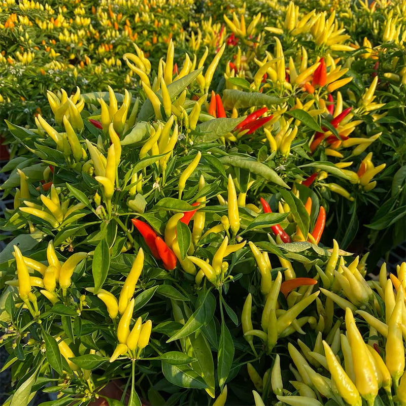 Ornamental Peppers