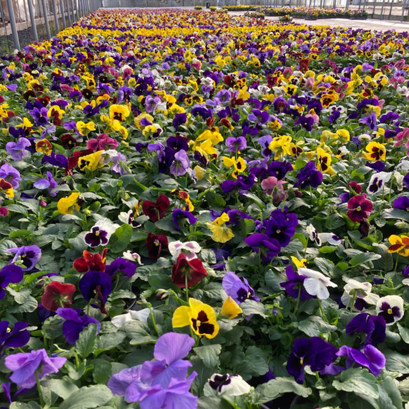 Fall Pansies
