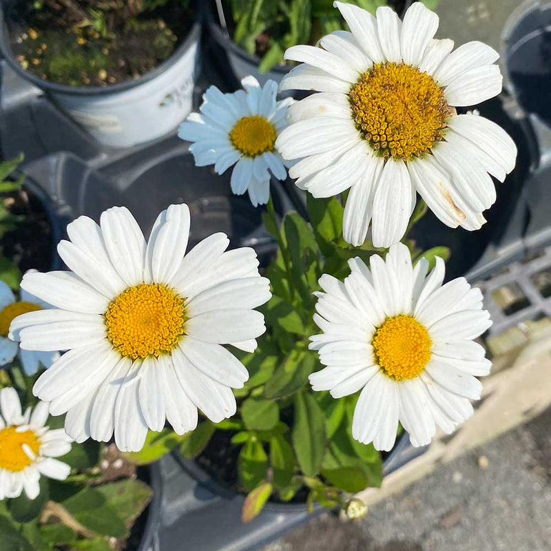 Leucanthemum (Shasta Daisy)