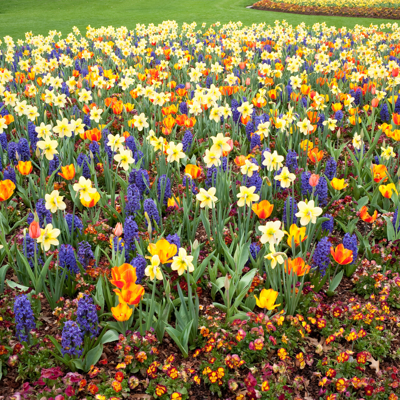 FREE DEMO: Planting & Growing Spring-Blooming Bulbs | SUNDAY, October 22 @ 10:00 - 10:30 AM