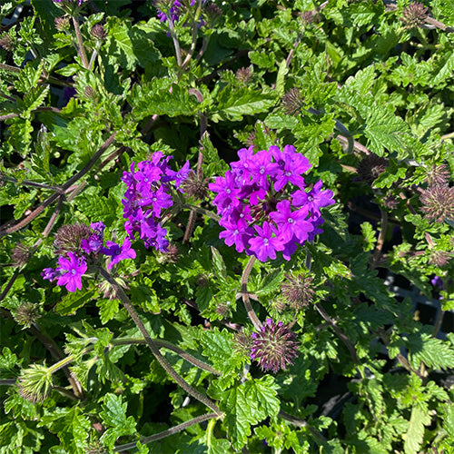 Perennial Verbena