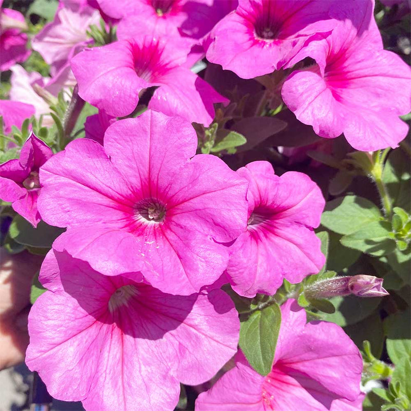 Easy Wave® Petunia