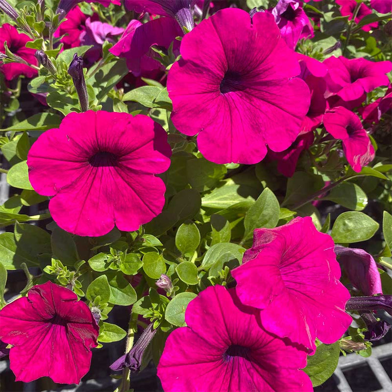 Easy Wave® Petunia