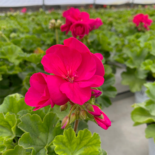 Zonal Geraniums